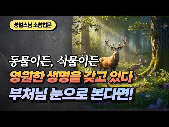 동물이건 식물이건 영원한 생명을 갖고 있다 왜? [성철스님 소참법문]