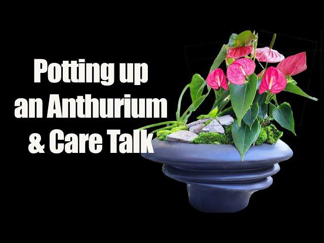 Anthurium Potting & Care || Flamingo Flower Potting