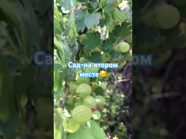 Сад у огородника! #сад #огород #грядки #крыжовник #ягоды #участок