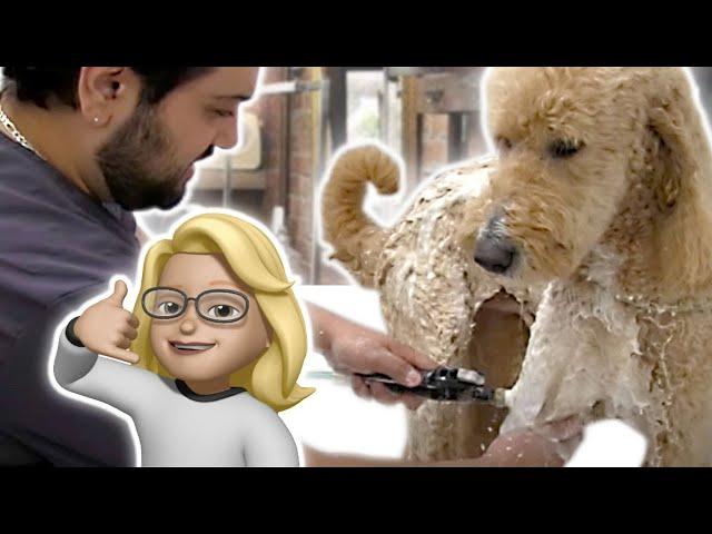 Bathing a Goldendoodle with Anthony from Grooming by Rudy
