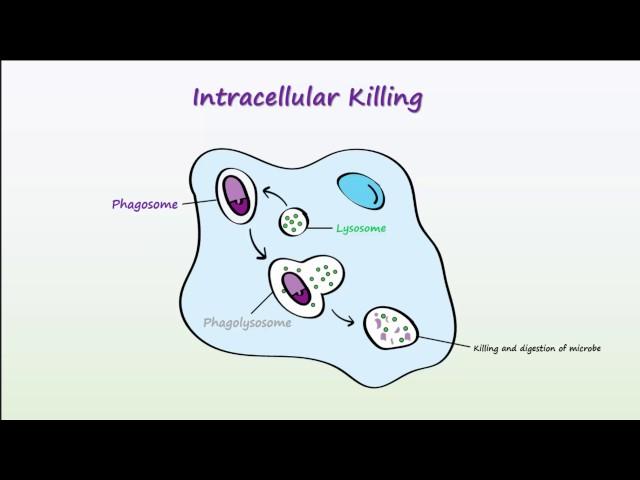 Phagocytosis