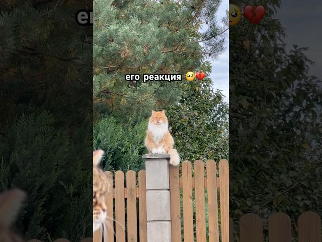 окак