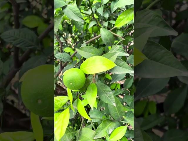#natural #nature #green #explore #youtube #salmankhan #himesh #kamaal