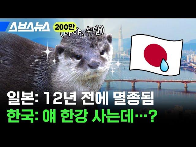 대한민국 수도 서울이 야생동물의 낙원 된 근황 / 스브스뉴스