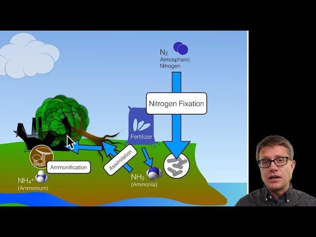 Biogeochemical Cycles