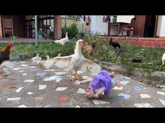 OHHH NOOO!!!! Pi-Ty Po-OR Minea Got Kickedd By Mommy Chicken BeCoz She Steal Chicken Food