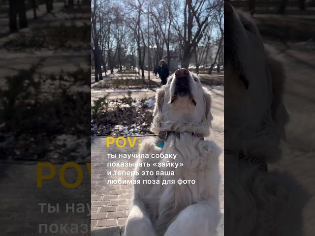 Когда научила собаку новой команде | Приколы с собаками | ЛавГав