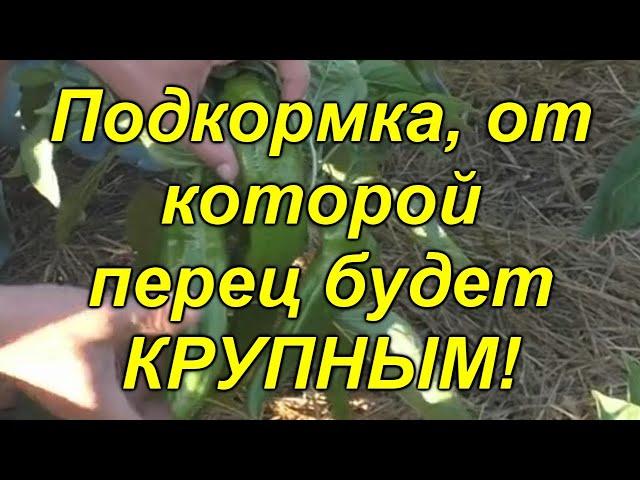 Чем подкормить сладкий перец для увеличения плодов.