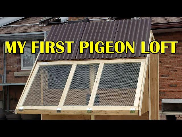 How I built my first small pigeon loft - it was so fun!