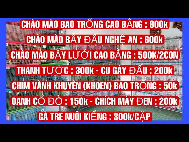 16/11/2024 : gà kiểngchoè lửavành khuyênchào màooanh đỏchích mày đenthanh tướccu gáy.