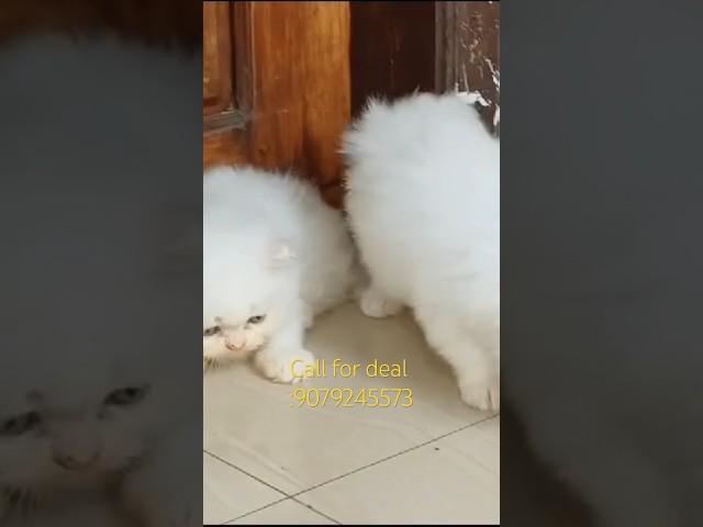 Cute white persian kittens available #youtubeshorts #shorts #persiancatslovers