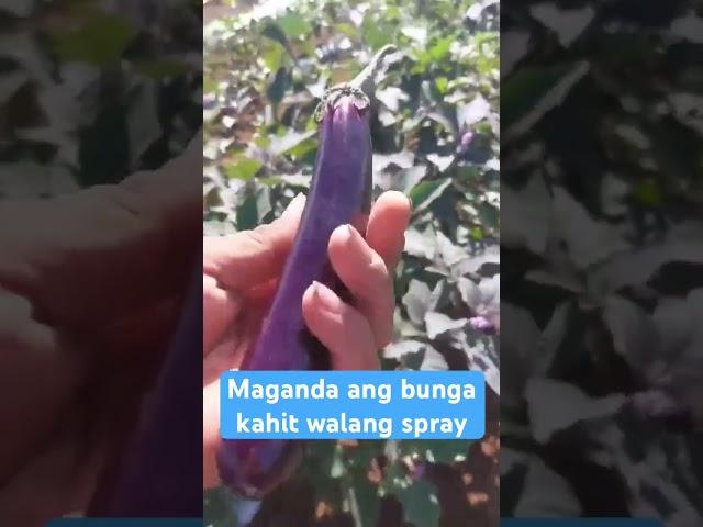 Maganda ang bunga kahit walang spray #farming #agriculture