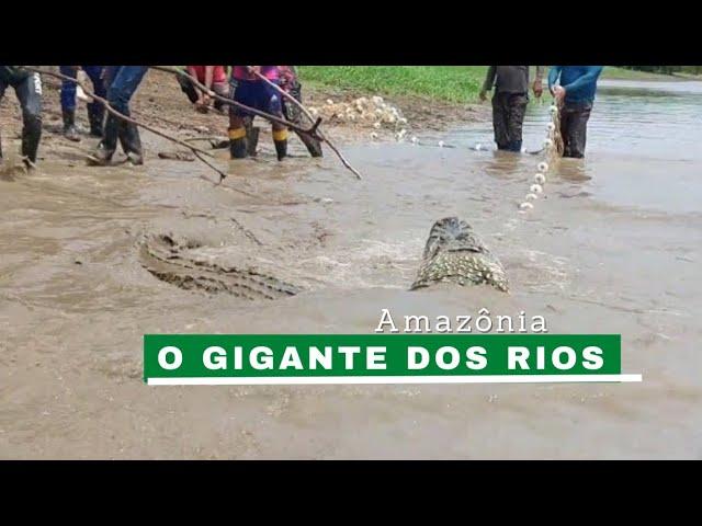 O MAIOR JACARÉ DA AMAZÔNIA NA REDE DE PESCA/ACAMPAMENTO DE SELVA/MANEJO SUSTENTÁVEL DE PIRARUCU.