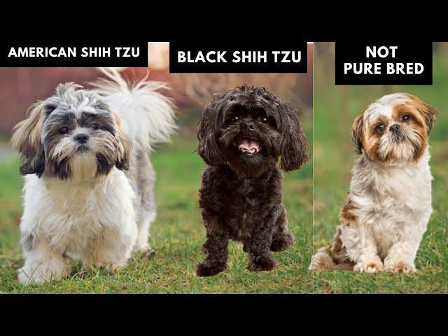 8 Different Types of Shih Tzu and How You can Identify Them?