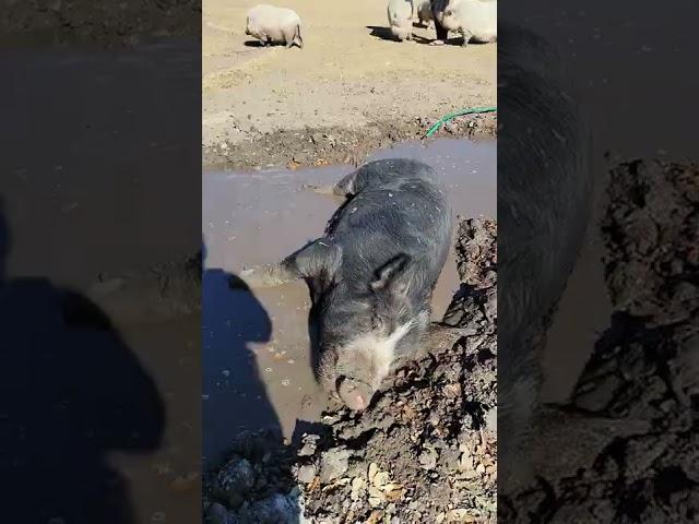 big Ole pig fest....#ranchlife #piggy #mudbath