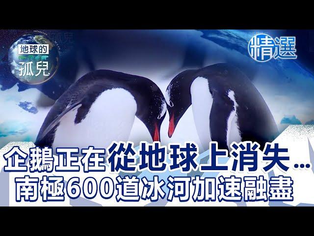 企鵝正在從地球上消失...南極600多道「末日冰河」加速融盡 Antarctica: Life on a Melting Continent  @1001taiwanstories