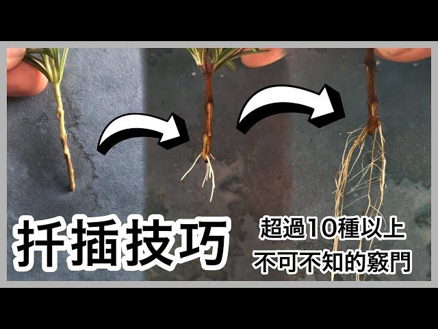 植物要怎麼扦插，成功生根的關鍵  Propagate Plants from Cuttings