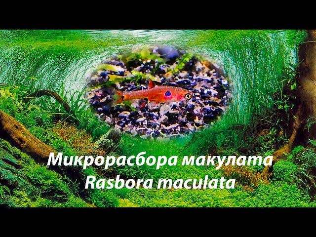 Микрорасбора макулата / Rasbora maculata