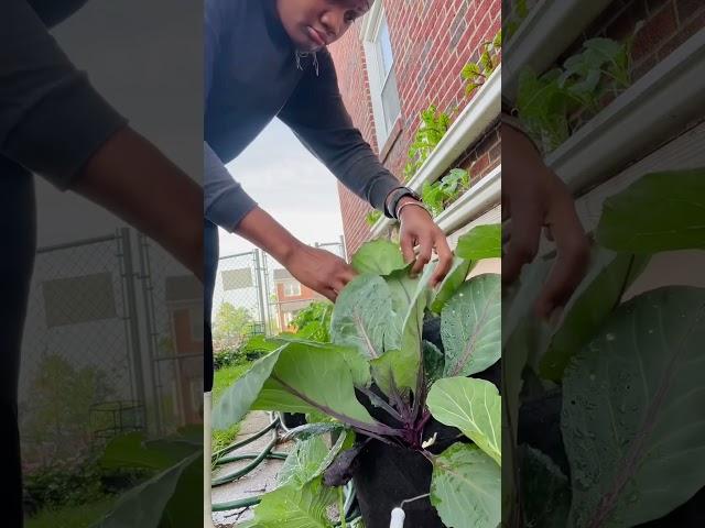 How to Control Pest in Your Garden Naturally!Cabbage Worms!#pestconteol #cabbage #worms #garden #diy