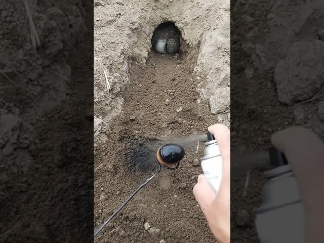 RABBIT MOM  you can't guess how many to go in, Videos Cute moment you never know before #yt #625
