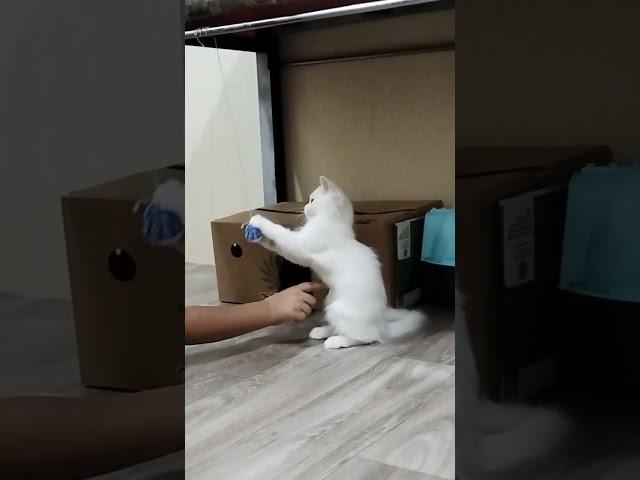 #Raini vlog #simba