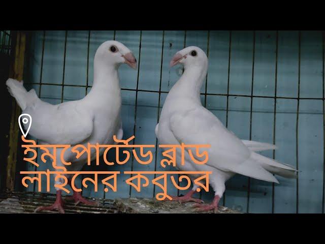 Black Beauty Homer Pigeon in Bangladesh