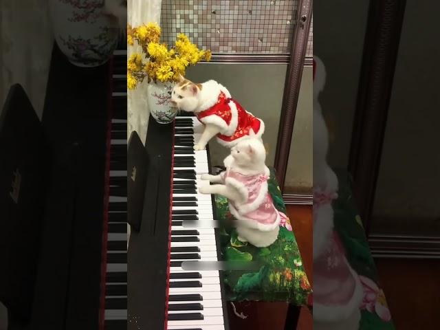 #cat #dog #pets #funny #funnyvideos #foryou #music