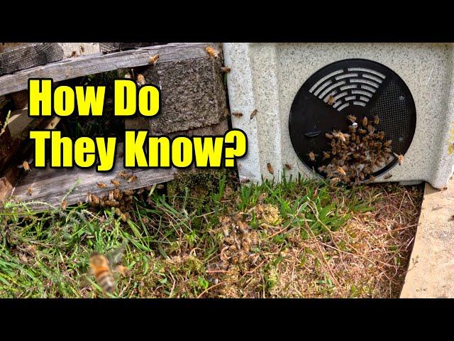 Watch This Swarm Obey Their Queen – Nature’s Mind-Blowing Moment!