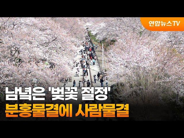 남녘은 '벚꽃 절정'…진해군항제, 분홍물결에 사람물결 / 연합뉴스TV (YonhapnewsTV)