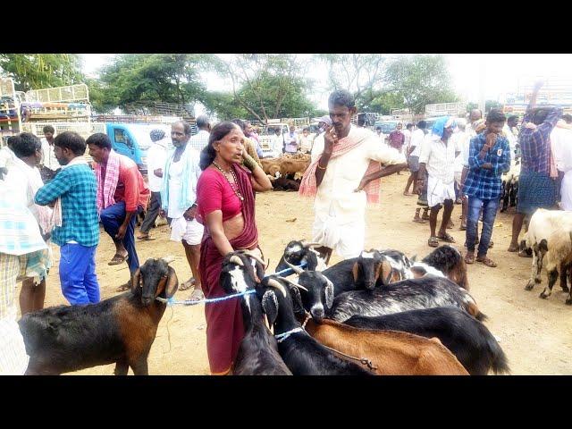 pebbair santhalo mekala retlu ela vunnae-pebbair mekala santha-pebbair market-pebbair goat market