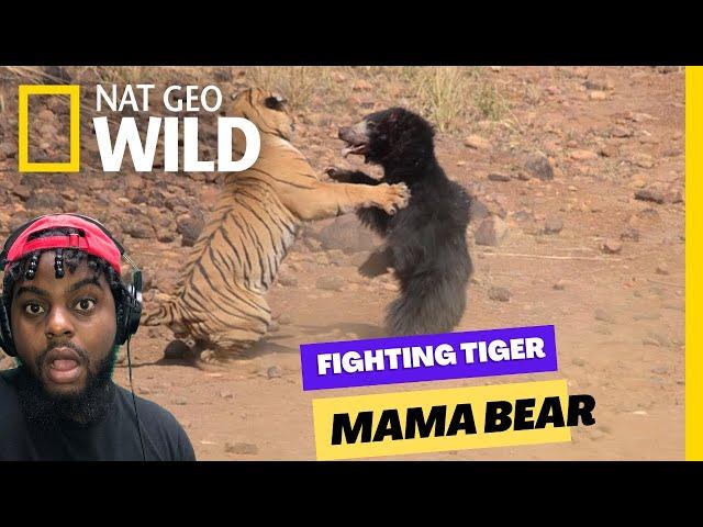 Mother Bear Fights Tiger to Save Her Cub in Dramatic Video | Nat Geo Wild Crazy & Funny Reaction