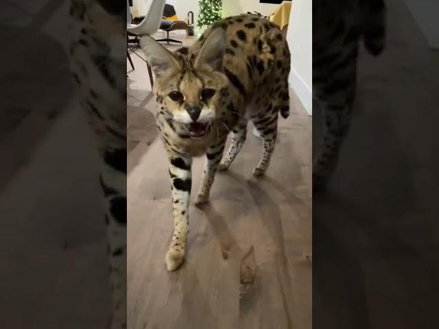 Chloe the Serval: hissing compilation