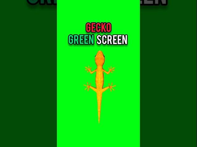Gecko walking green screen‼️#greenscreen #gecko #chromakey #animation #dailygreenscreen