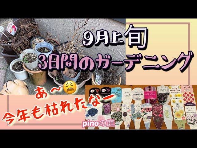 【pinoの庭】9月上旬のガーデニング/少し涼しくなってやっとガーデニングを再開した3日間！プランターや、花壇を片付けて沢山枯れてしまった花たちの紹介！花友フェスタ前のことです。#ガーデニングブログ