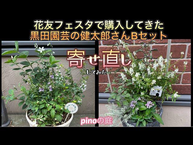 【pinoの庭】花友フェスタで購入してきた黒田園芸の健太郎さんBセットを、寄せ植えの植え替えに使ってみたら。。。風にそよぐ寄せ植えが出来て大満足！#ガーデニングブログ