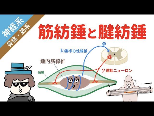 【神経系】筋紡錘と腱紡錘（ゴルジ腱器官）の構造と働き