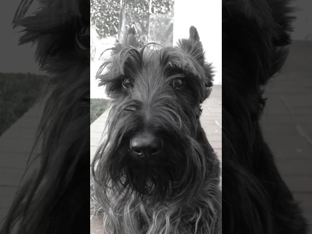 ¿Consejos? No Gracias #watsonelscottie #perrosgraciosos #watsonelrockstar #chistes #scottishterrier