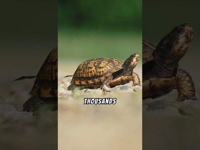 5 Crazy Facts About Turtles You Didn't Know! #shorts