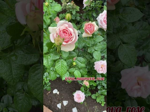 УХОД ЗА РОЗАМИ. #розывсаду #иринанаумова #орозахза1минутуиринанаумова #розыиринынаумовой #розы