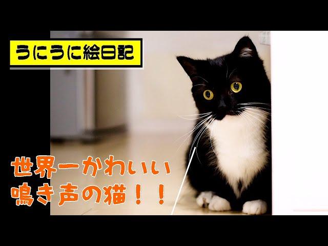 鳴き声も超かわいい猫　This cat has the cutest meow in the world.