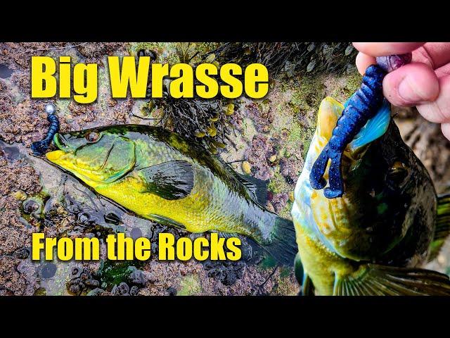 Lure fishing from the rocks for Wrasse Ireland - Amazing results