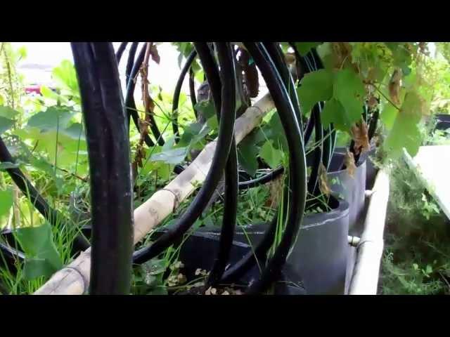 Growing wine grapes with seawater in Hawaii