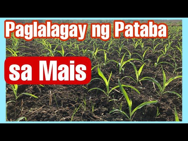 Paglalagay ng Pataba sa Mais || Urea and Consort Bio Fertilizer