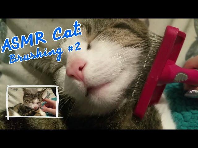 ASMR Cat: Purring and Brushing #2 (no talking) [Requested]