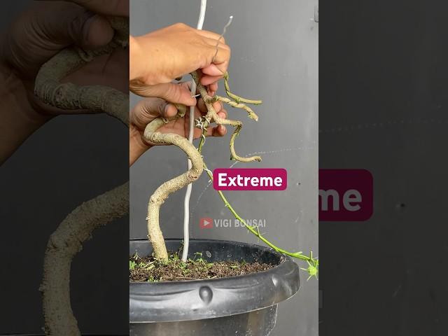 Making Super Extreme Bonsai Trees