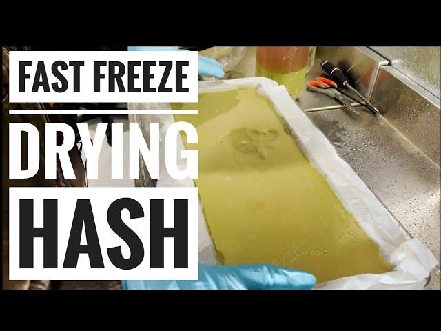 Hash Tray Preparation: Optimize Your Harvest Right with This Freezedry SOP