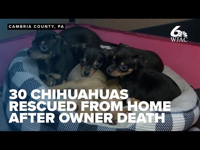 30 chihuahuas rescued from home after owner found dead, dogs available for adoption soon