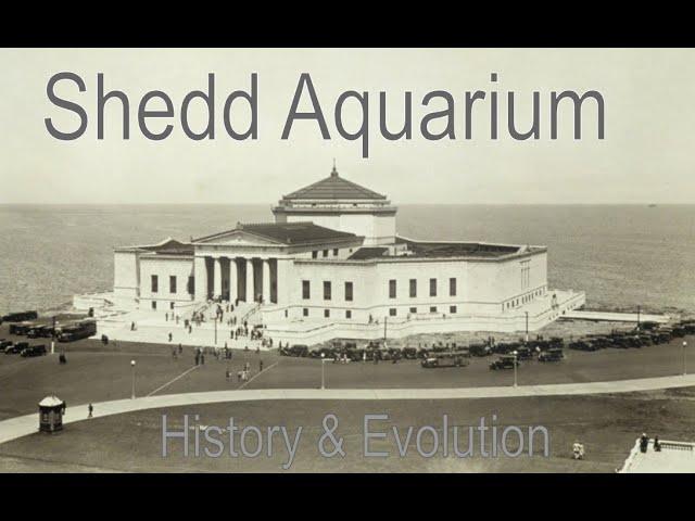 The Shedd Aquarium - Chicago - History and Evolution