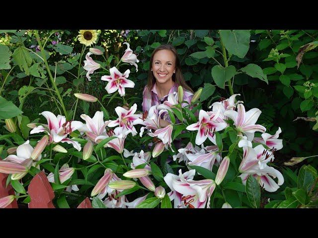 5 MUST-GROW LILIES!!! Northlawn Flower Farm