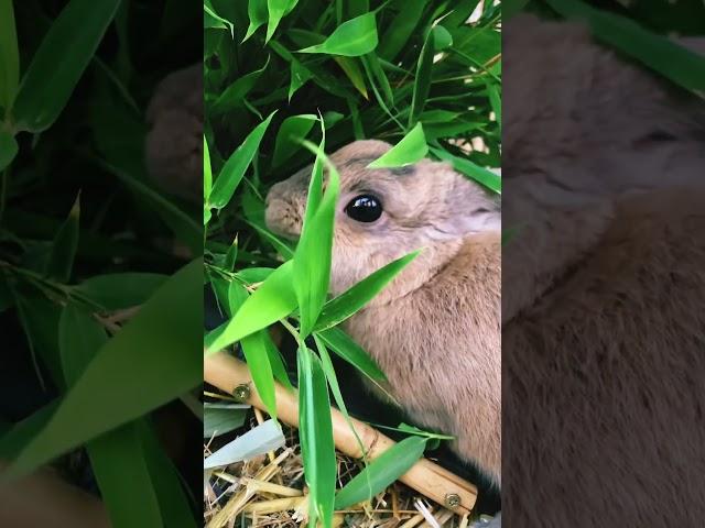 Bamboo is a superfood 